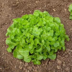 Laitue Querido - Graines d'Exception